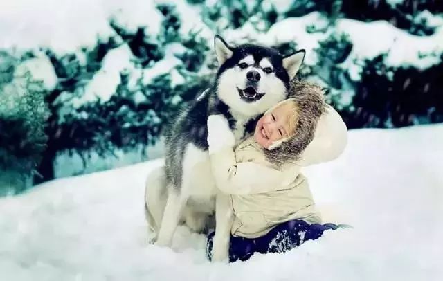 雪纳瑞幼犬一个月的成长印记，温馨的瞬间与珍贵的回忆