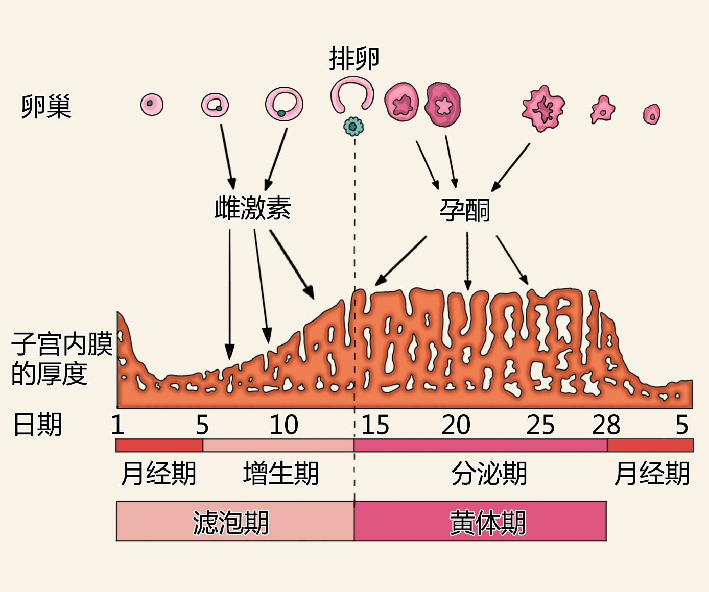 月经周期每个月都不一样的奥秘与解析