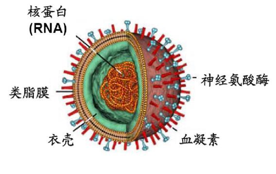 五个月宝宝感冒鼻塞怎么办？全面解析应对之策