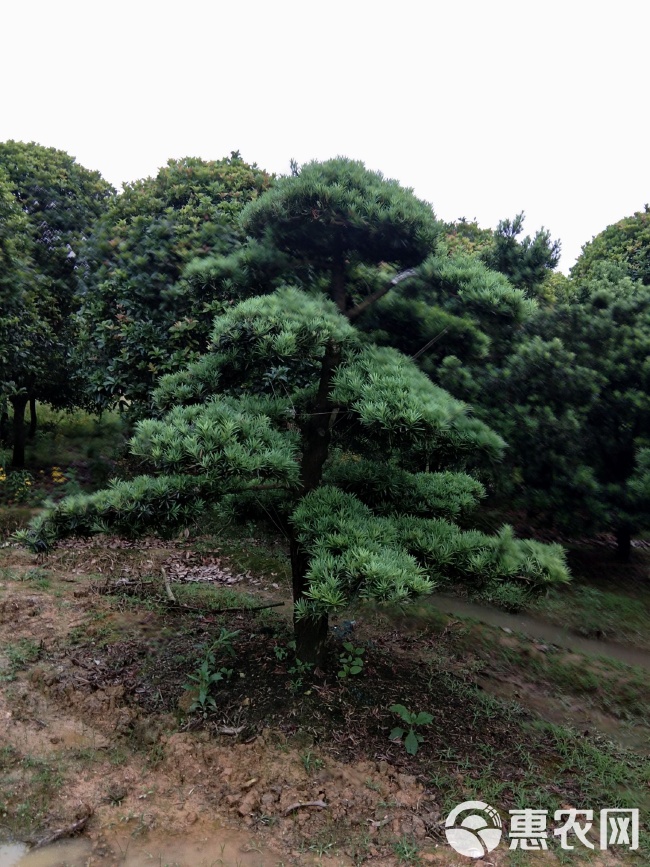 广东省造型罗汉松树的独特魅力